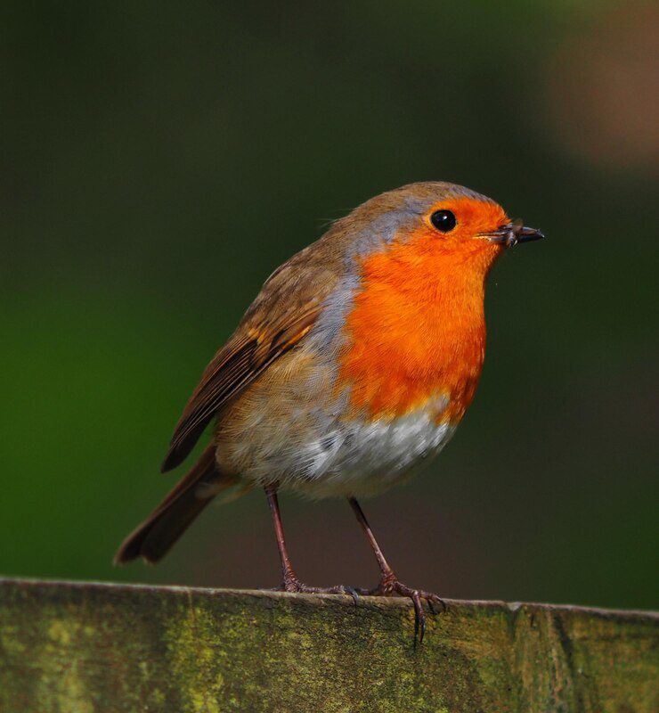 Robin in the Bible: Meaning and Christian Symbolism