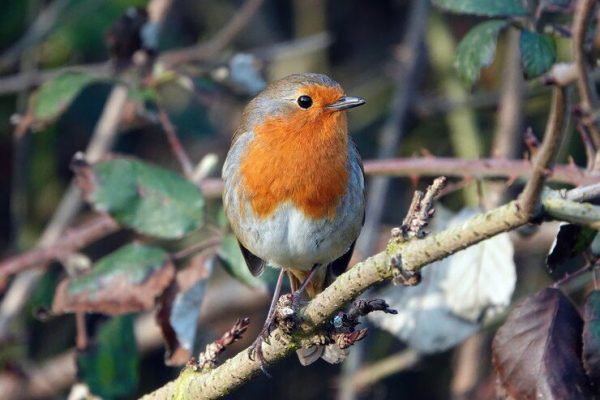 Robin in the Bible: Meaning and Christian Symbolism